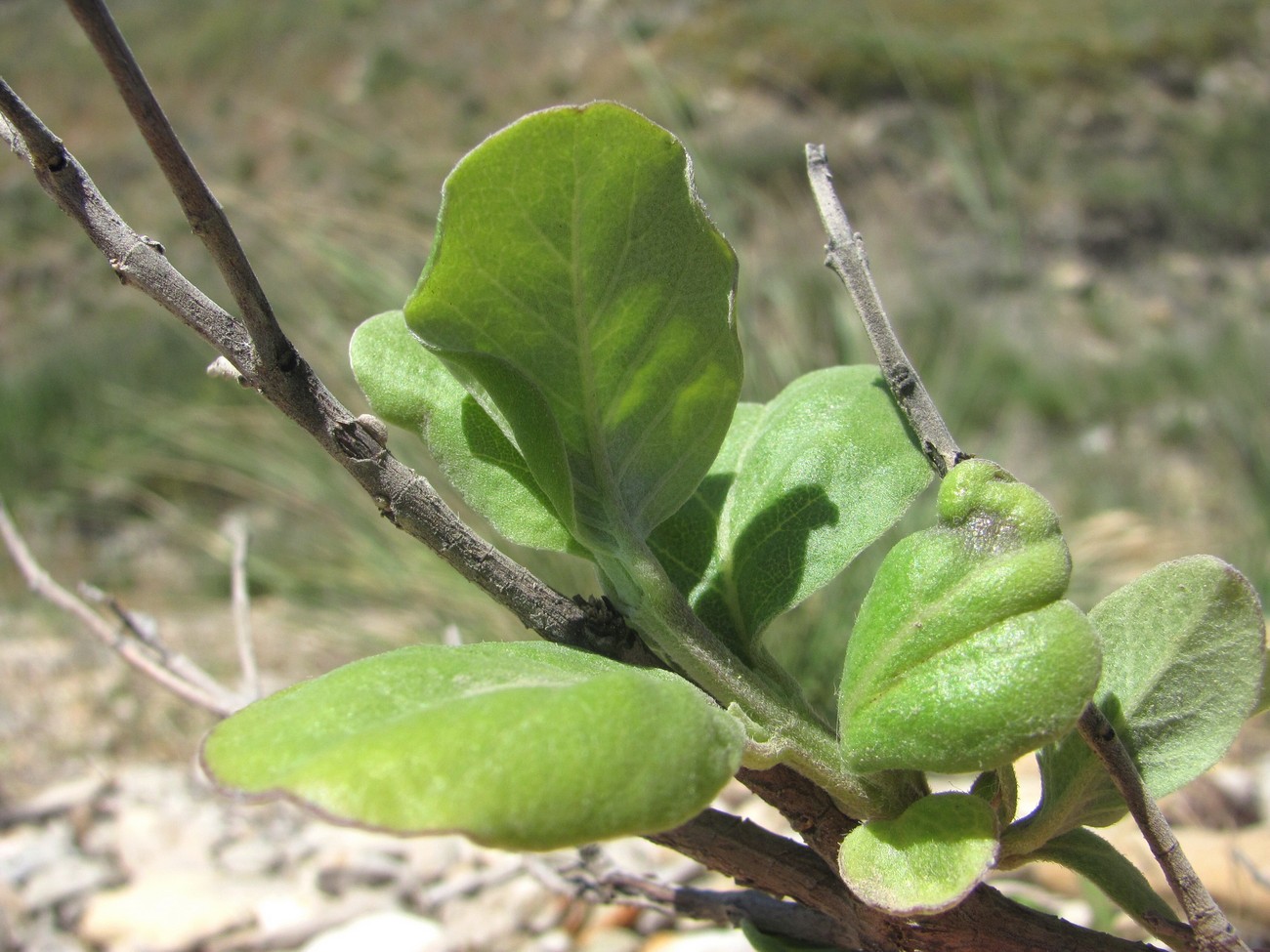 Image of Vitex trifolia ssp. litoralis specimen.