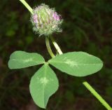 Trifolium pratense. Развивающееся соцветие и лист. Узбекистан, Наманганская обл., Чустский р-н, верховье кишлака Гова (G'ova), зона отдыха \"Нур\", Ферганская долина. 23.07.2024.