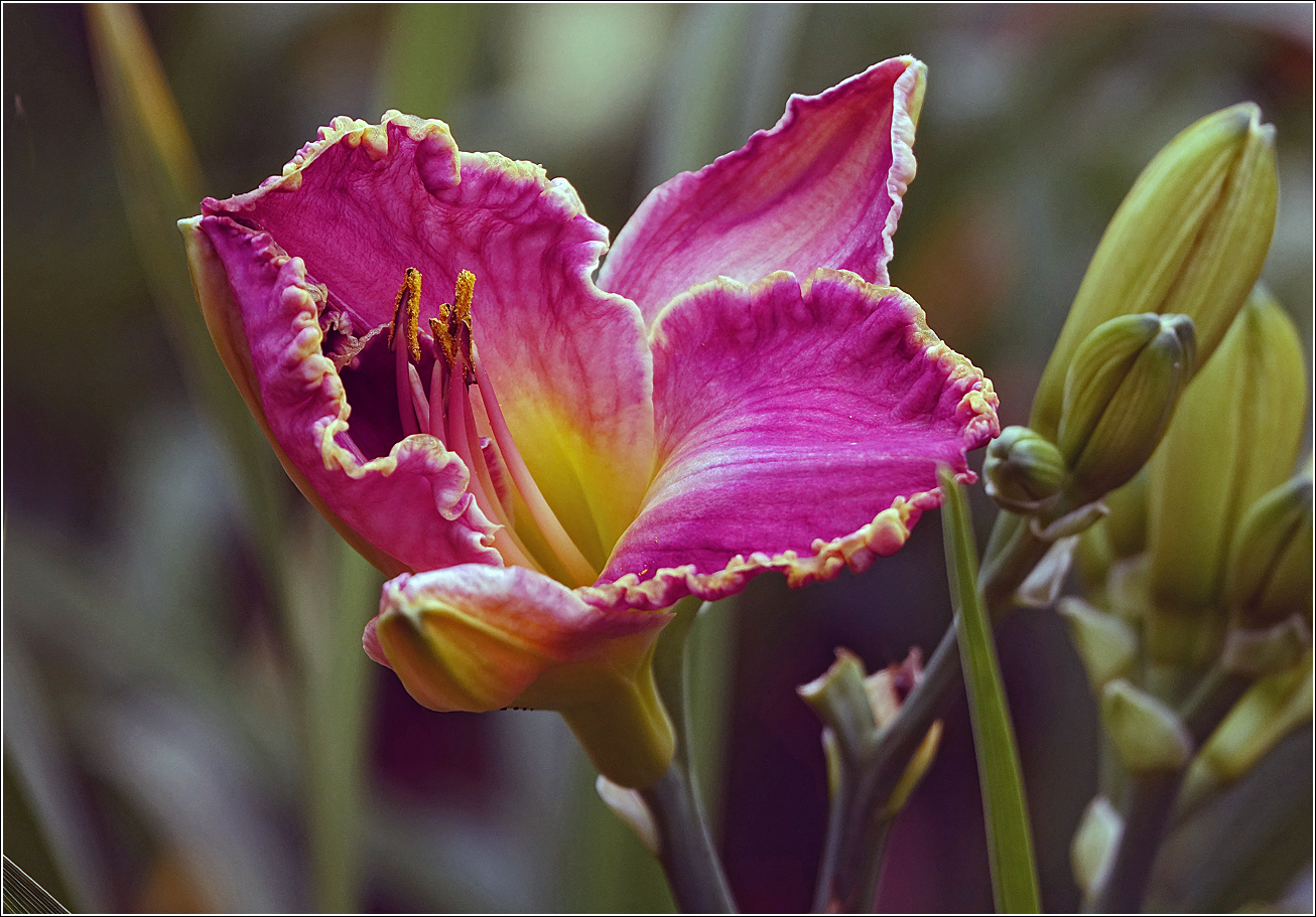 Image of Hemerocallis &times; hybrida specimen.