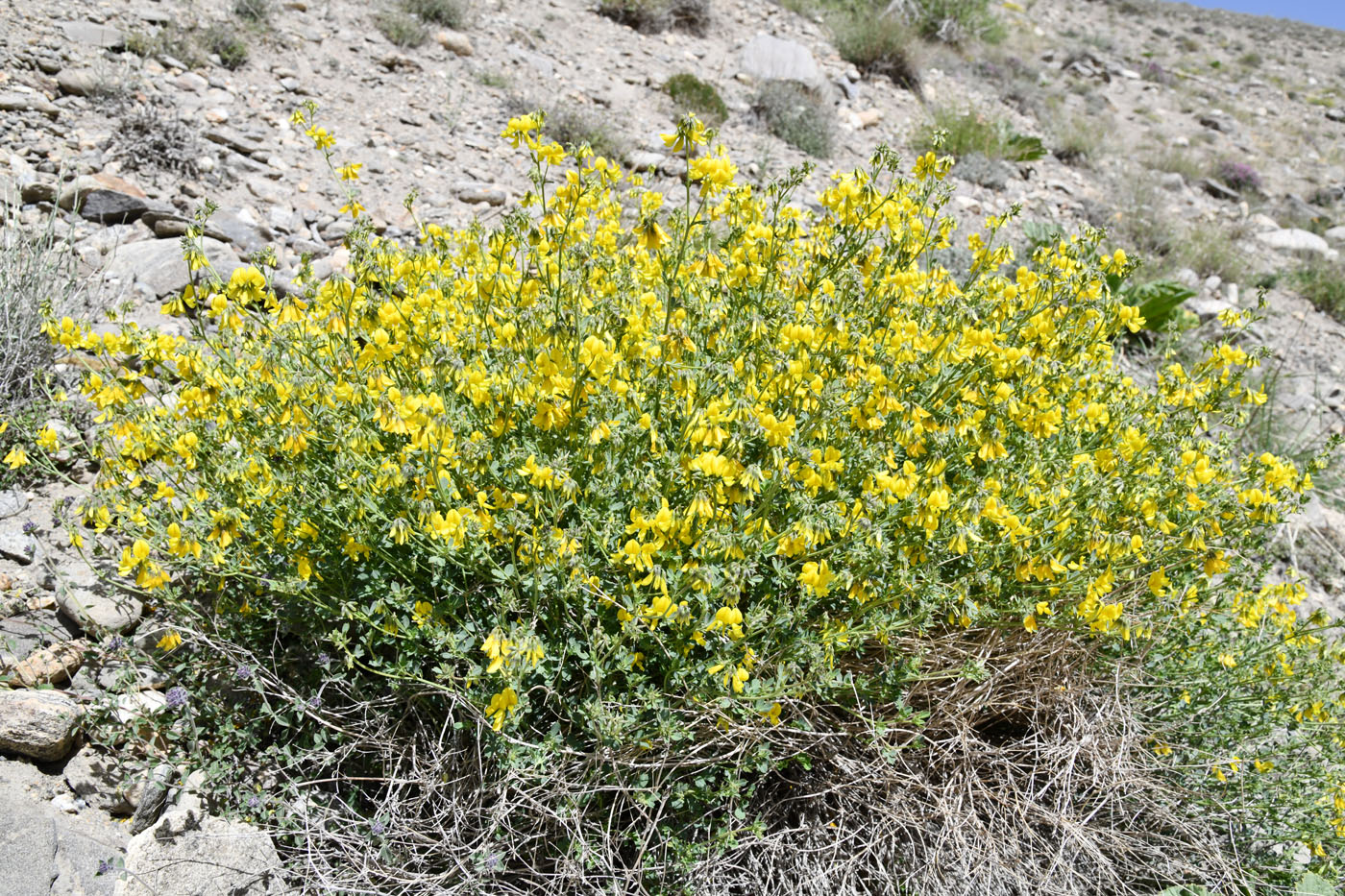 Image of Melilotoides pamirica specimen.