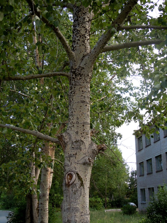 Image of Populus woobsti specimen.