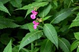 Impatiens glandulifera. Верхушка цветущего и плодоносящего растения. Московская обл., Одинцовский гор. округ, окр. г. Звенигород, берег р. Москва, у воды. 18.08.2024.