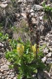 Pedicularis condensata. Цветущее растение и прошлогодние сухие генеративные побеги со вскрывшимися плодами. Кабардино-Балкария, Эльбрусский р-н, склон горы Чегет, окр. кафе \"Ай\", выс. 2800 м н.у.м., альпийский луг среди камней. 9 июня 2018 г.