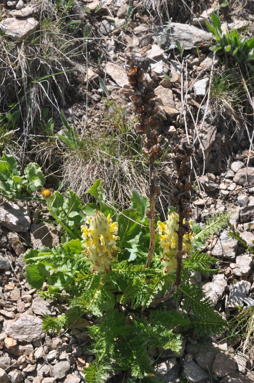 Image of Pedicularis condensata specimen.