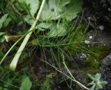 genus Equisetum