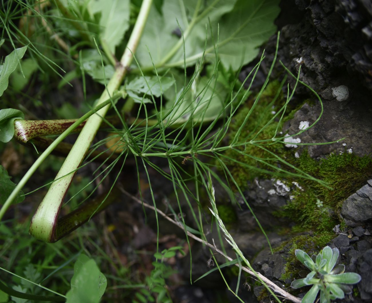 Изображение особи род Equisetum.