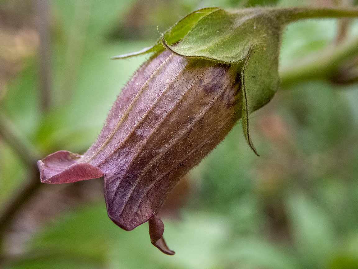 Изображение особи Atropa bella-donna.