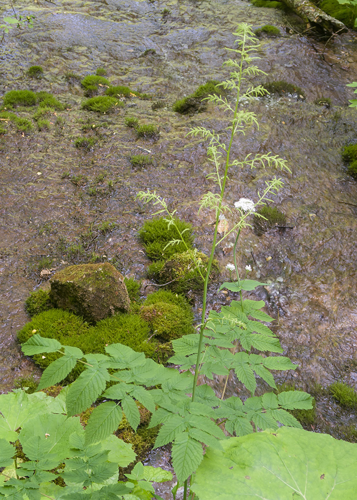 Изображение особи Aruncus sylvestris.