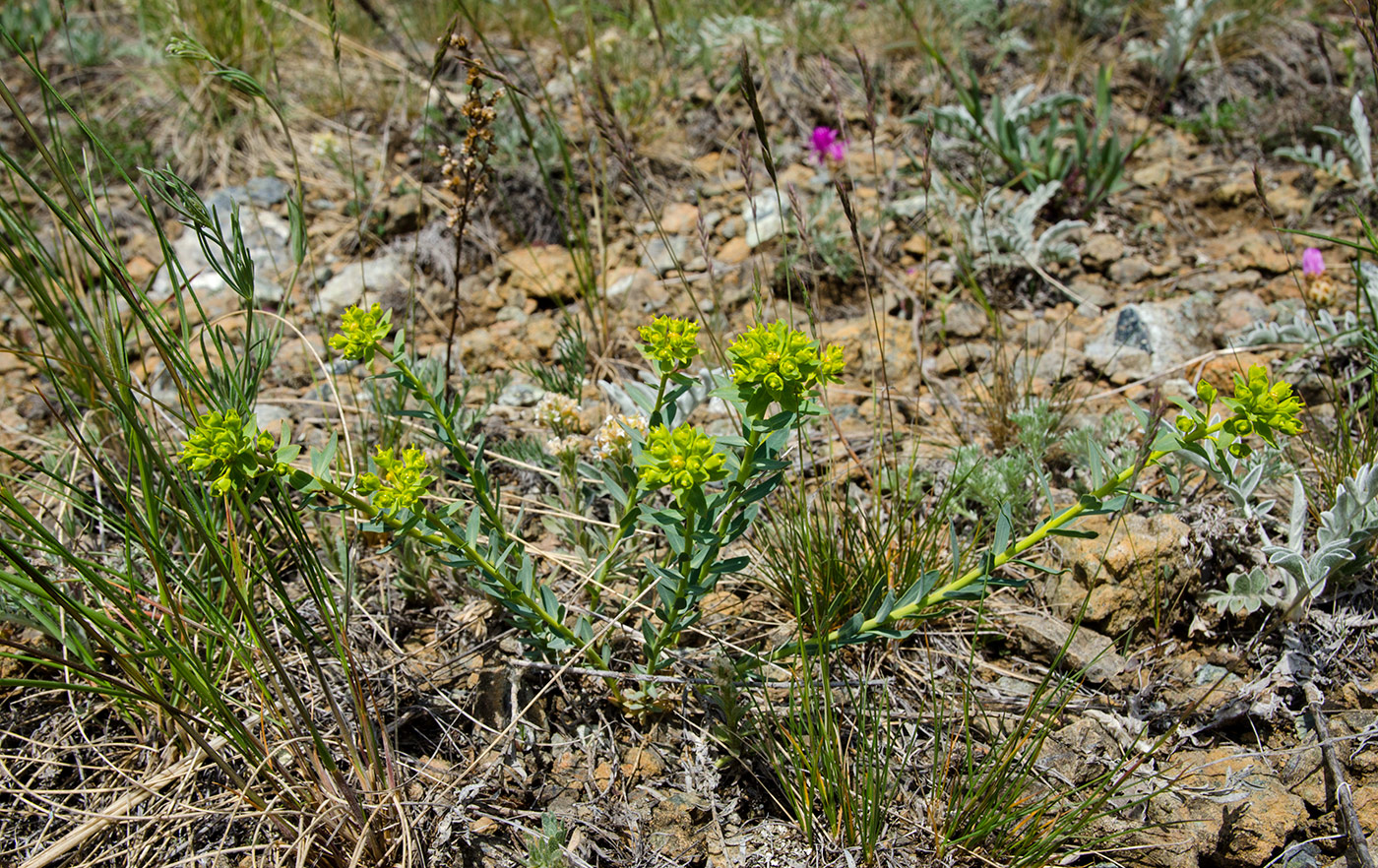 Image of genus Euphorbia specimen.