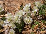 Paronychia cephalotes. Побеги с зацветающими соцветиями. Крым, Южный Берег, окр. с. Лучистое, гора Южная Демерджи, на каменисто-глинистом склоне. 03.06.2024.