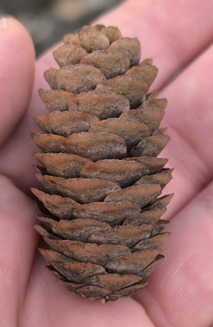 Image of Picea obovata specimen.
