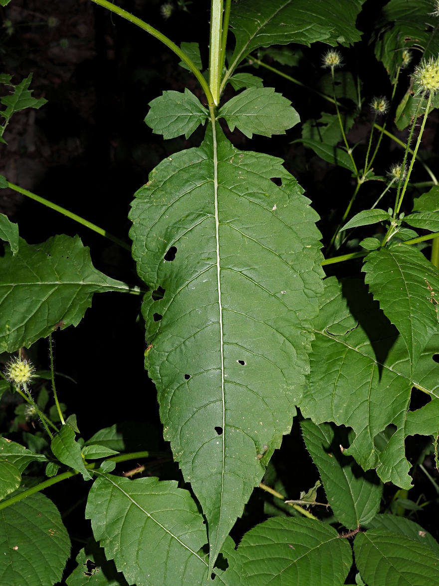 Image of Dipsacus pilosus specimen.