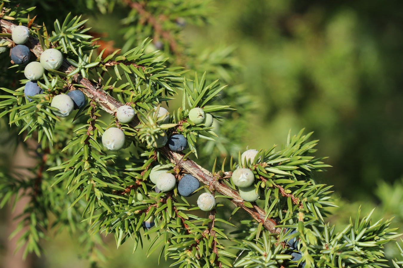 Image of Juniperus communis specimen.