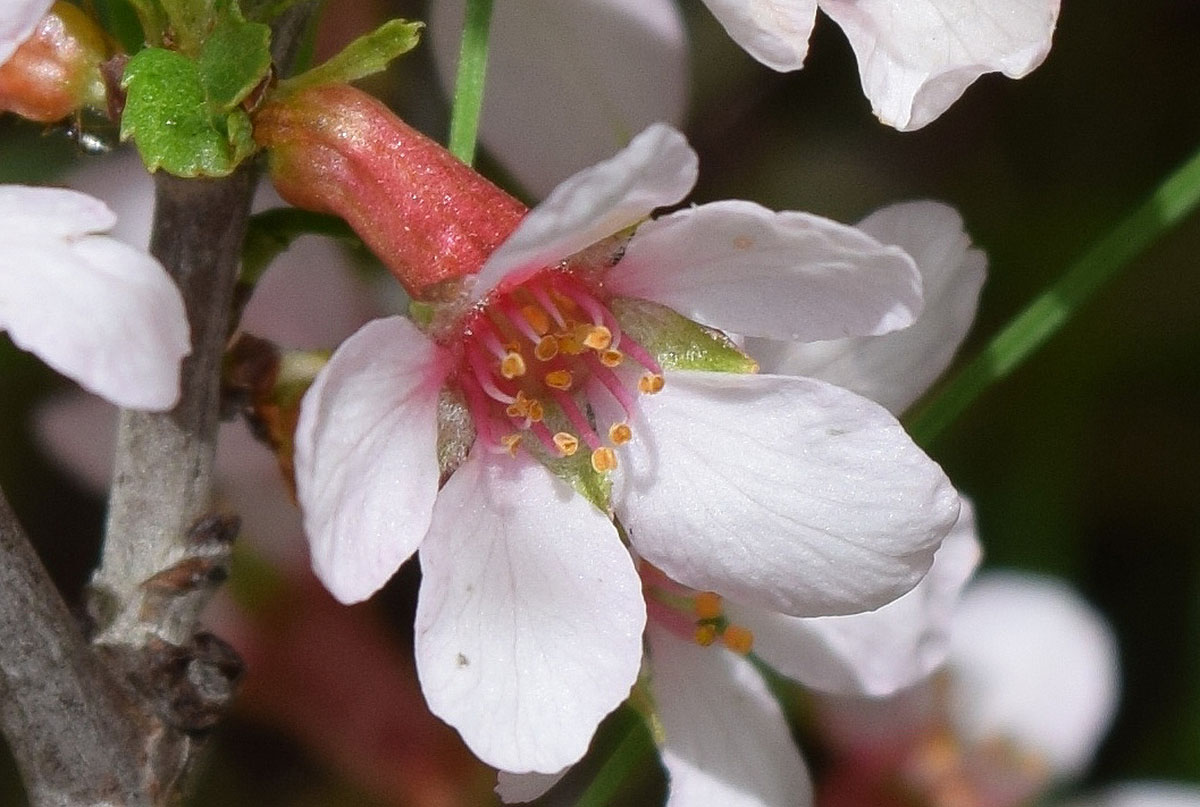 Изображение особи Cerasus erythrocarpa.