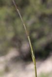 View full-size image Psilurus incurvus
