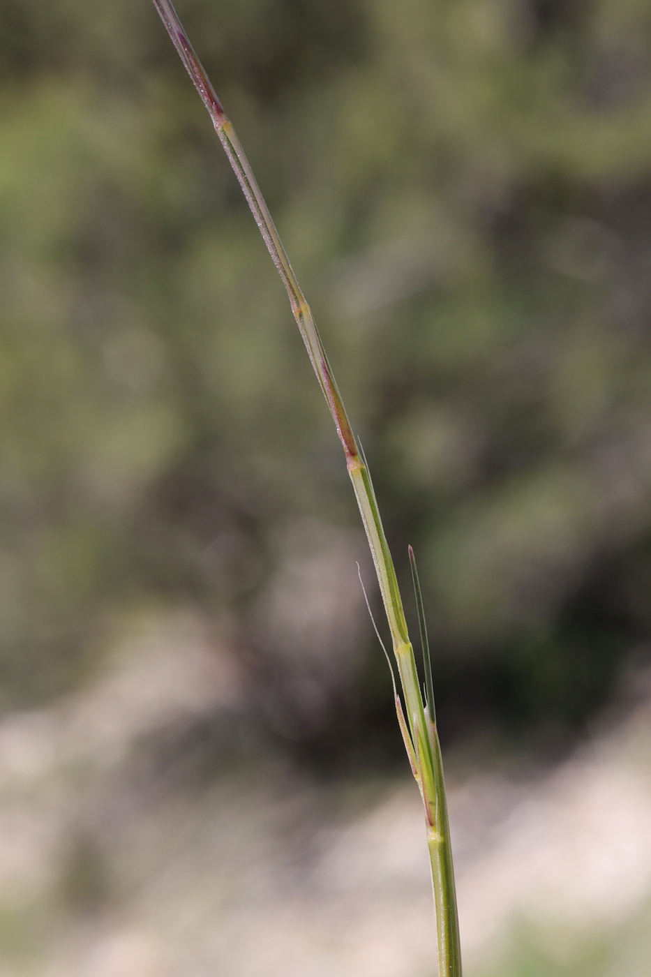 Image of Psilurus incurvus specimen.