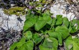 View full-size image Trachystemon orientalis