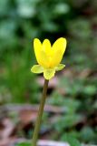 View full-size image Ficaria verna