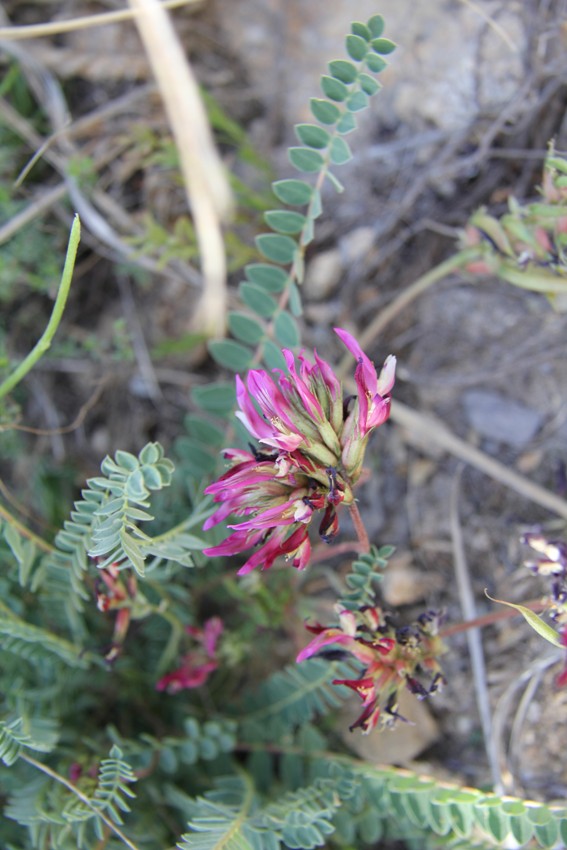 Image of Astragalus monspessulanus specimen.