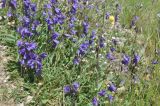 View full-size image Campanula collina