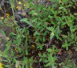 View full-size image genus Helianthemum