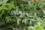 View full-size image genus Jasminum