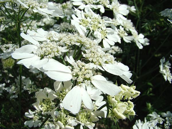 Image of Orlaya grandiflora specimen.