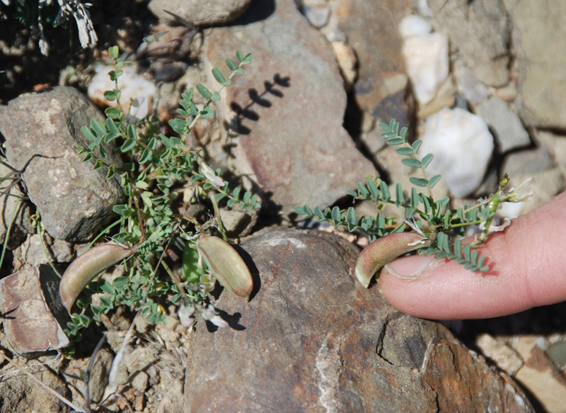 Изображение особи Astragalus guttatus.