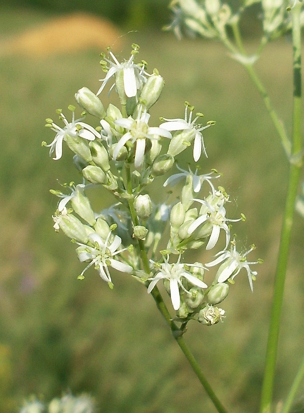 Image of Silene wolgensis specimen.