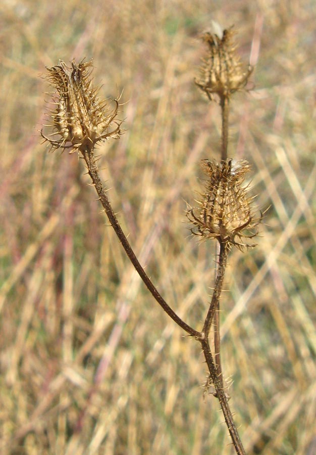 Изображение особи Crepis setosa.