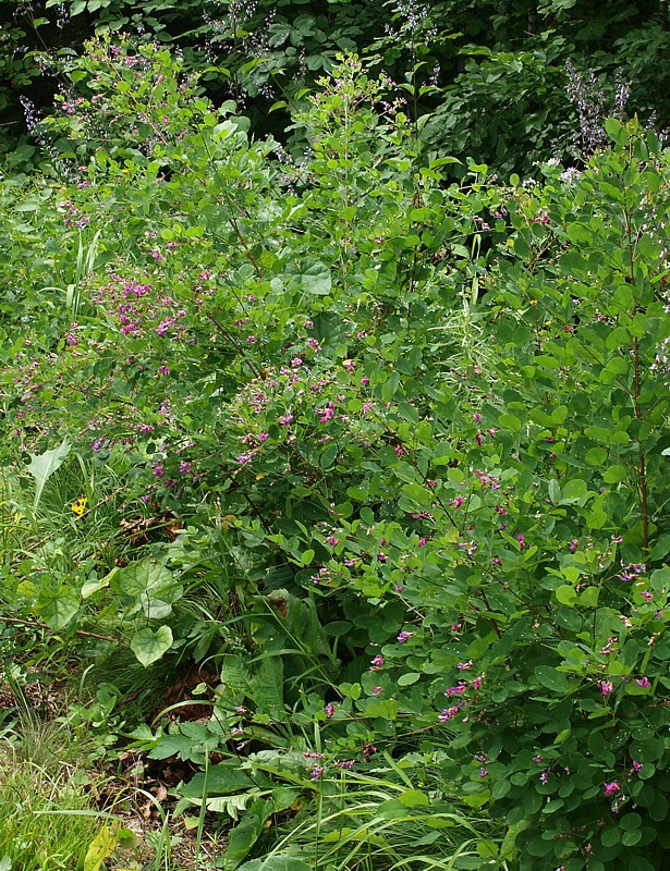 Image of Lespedeza bicolor specimen.