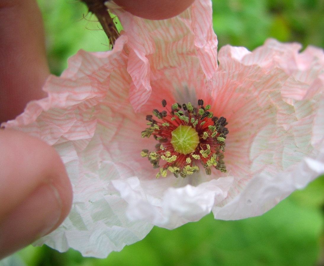 Изображение особи Papaver rhoeas.