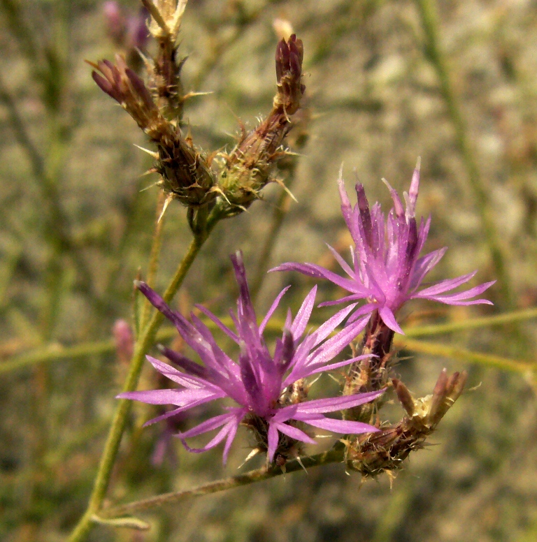 Image of Centaurea pseudosquarrosa specimen.