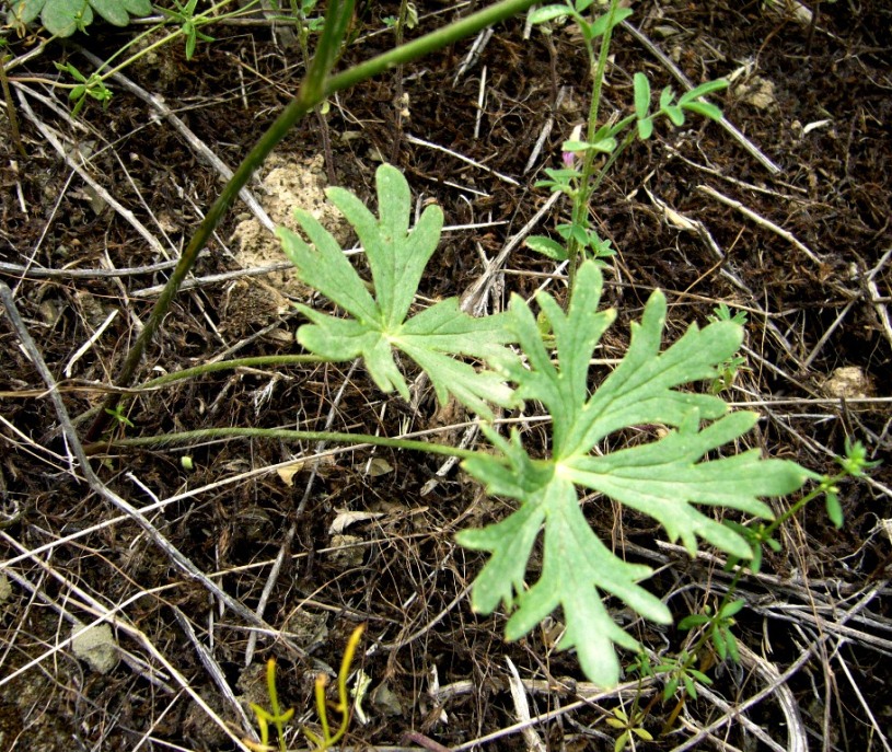 Изображение особи Delphinium turkmenum.