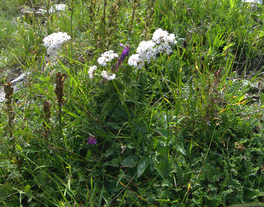 Image of Valeriana alpestris specimen.