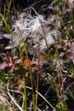 Trichophorum alpinum. Верхушки стеблей с плодами. Свердловская обл., окр. г. Североуральск, южная окраина Колонгинского водохранилища, болото. 16.08.2011.