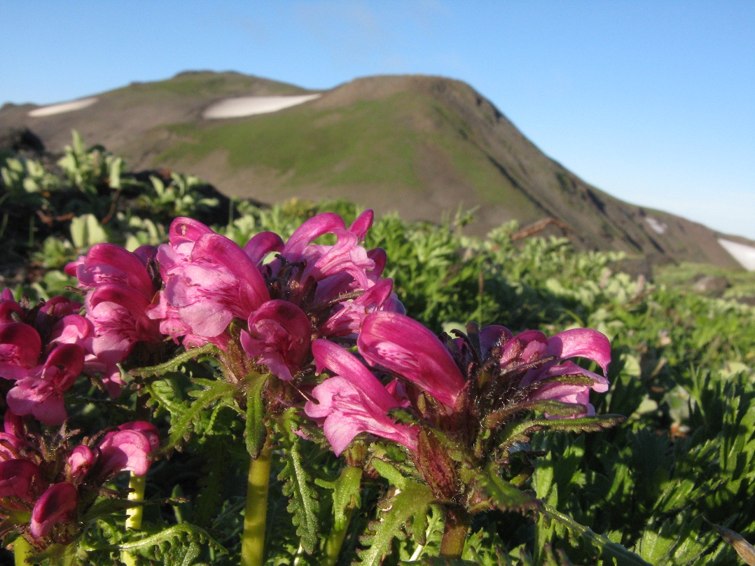 Изображение особи Pedicularis sudetica.