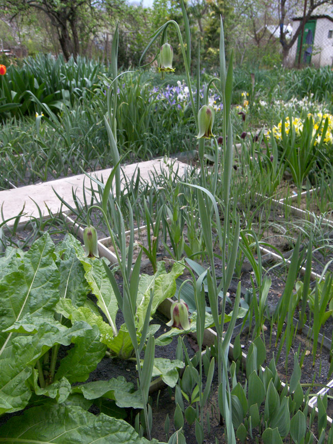 Image of Fritillaria acmopetala specimen.