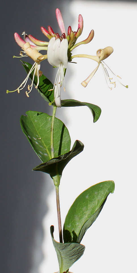 Image of Lonicera &times; heckrottii specimen.