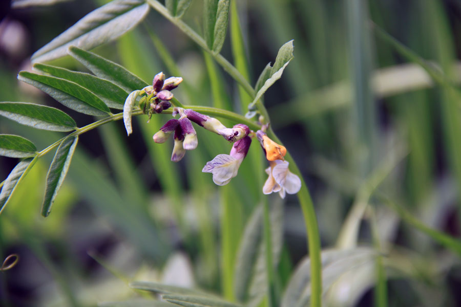 Изображение особи Vicia sepium.