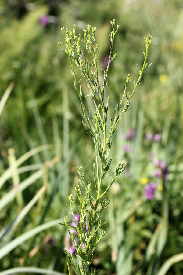 Изображение особи Galatella fastigiiformis.