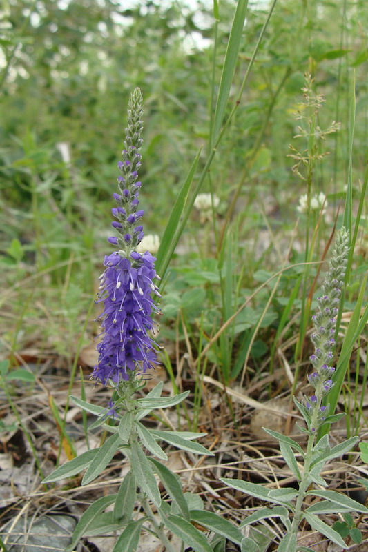 Image of Veronica incana specimen.