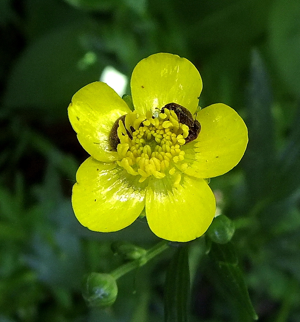 Image of Ranunculus repens specimen.