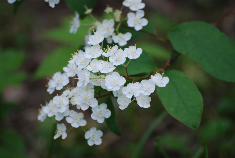 Image of Deutzia parviflora specimen.