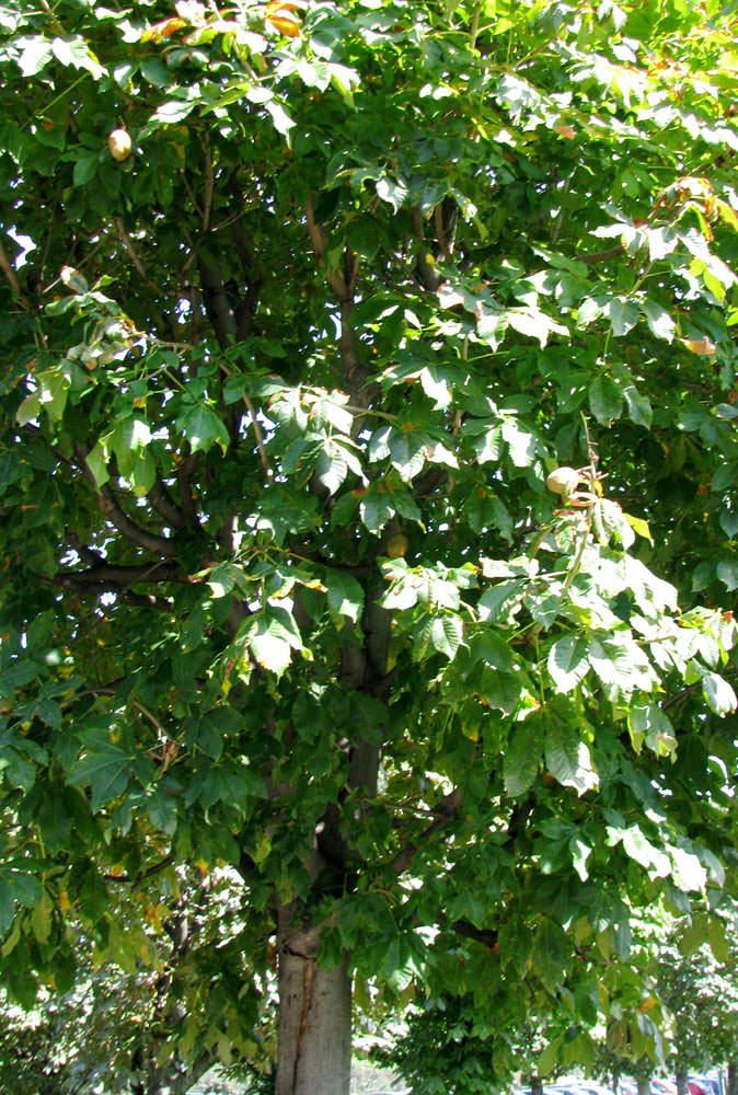 Image of Aesculus glabra specimen.