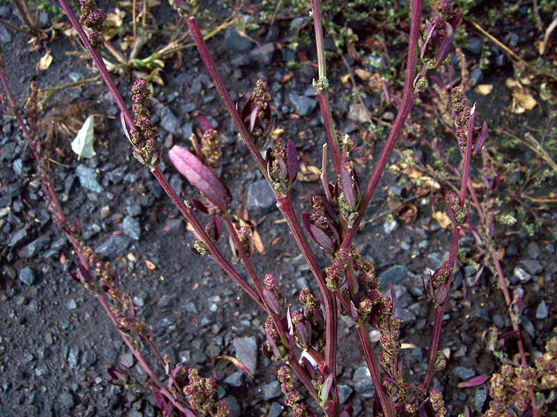 Image of Chenopodium strictum specimen.