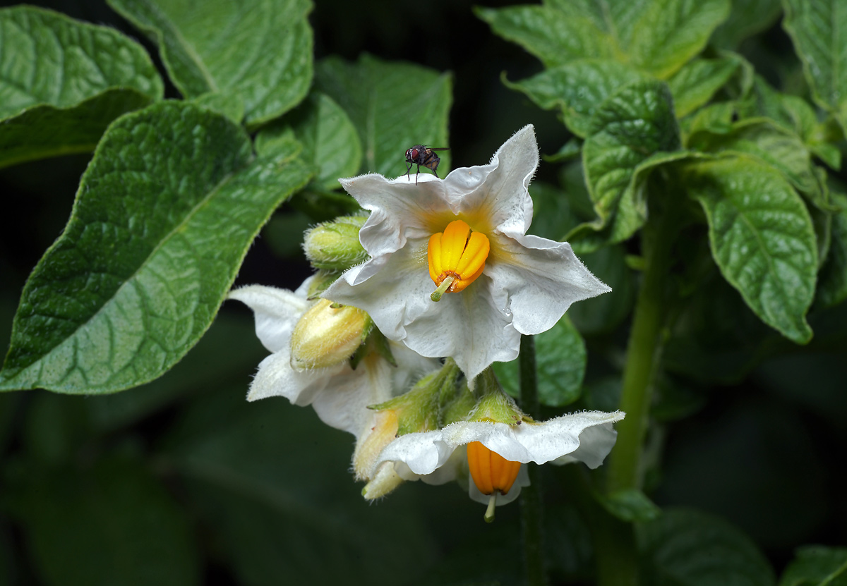 Image of Solanum tuberosum specimen.