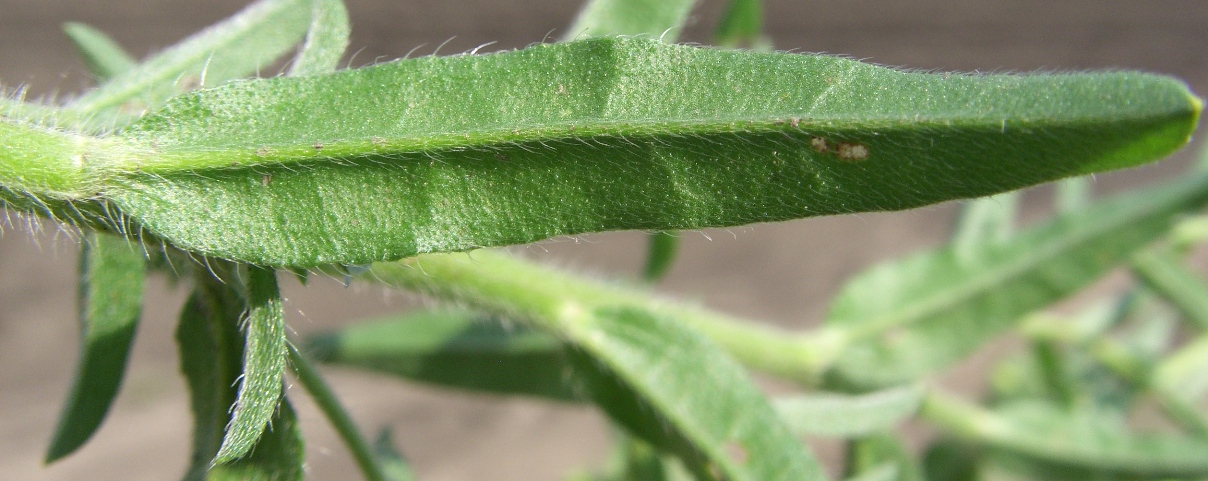 Image of Lappula squarrosa specimen.