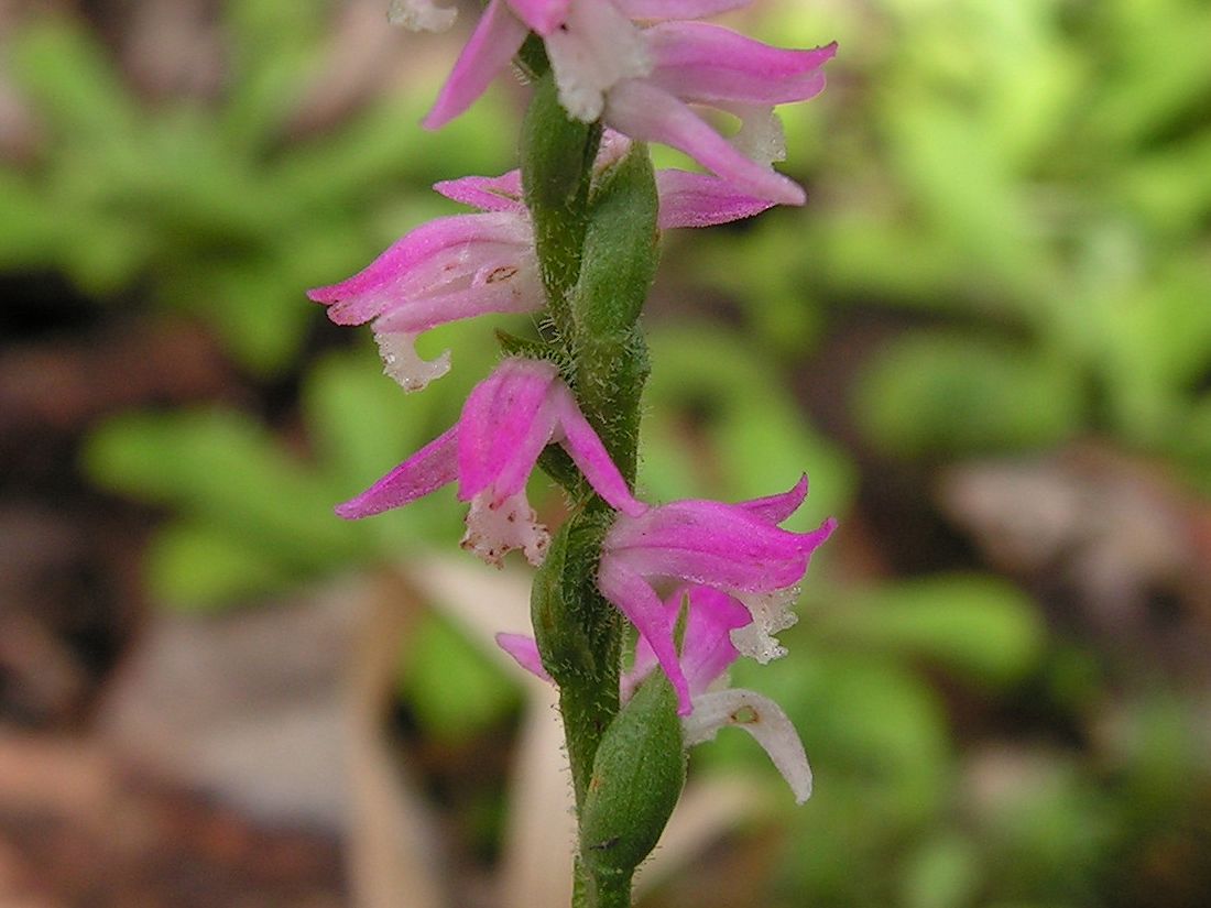 Image of Spiranthes australis specimen.