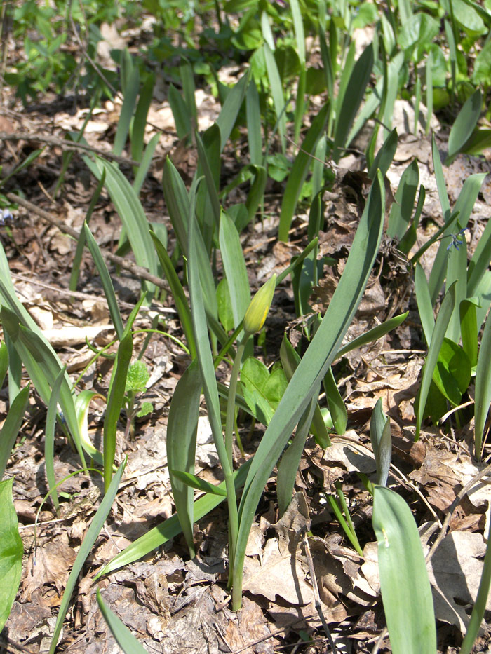 Изображение особи Tulipa biebersteiniana.